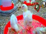 موزیک ویدیو محمدرضا گلزار با تصاویر مرغ گوشتی