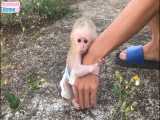 فیلم به فرزندی گرفتن بچه میمون یتیم شده خوشگل توسط این مرد و بامزه ترین لحظات HD