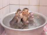 آبتنی میمون های بازیگوش در حمام