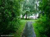 نیم ساعت پیاده روی در هوای بارانی در جنگل | (صدای محیط | قسمت 47)