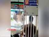 حمله وحشتناک فیل خشمگین به اتوبوس