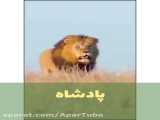 نبرد و جنگ حیوانات / زیبای های حیات وحش ایران / حیوانات