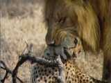 WILD VS WILD - شیر بی رحمانه یک چیتا را می کشد