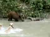 حمله سگ های شکاری به گراز وحشی