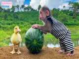 بچه میمون برای تغذیه اردک هندوانه پیدا می کند