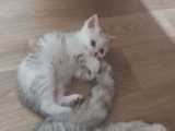 بازی کردن بچه گربه با دم مادرش