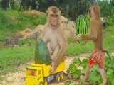 برداشت هندوانه توسط میمون شیطون