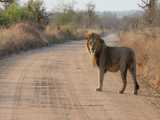 مستند حیات وحش - جاده قرمز شکار شیر نرها - راز بقا