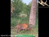 کلیپ نبرد حیوانات / قدرت شگفت انگیز پلنگ در بالابردن شکار از درخت