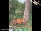 کلیپ شکار حیوانات / قدرت شگفت انگیز پلنگ در بالابردن شکار از درخت