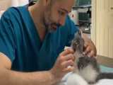 معاینه بچه گربه های بامزهو خوشگل در مطب دامپزشکی