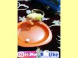 بازی کردن نبات::::طوطی برزیلی سخنگو
