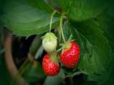 لذت باغبونی همه جا مثل من فقط با یک توت فرنگی یک بوته کامل توت فرنگی پرورش بدین