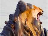 مستند حیات وحش - کشته شدن شیر زیر دندان های اسب آبی - راز بقا