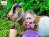 چیدن انگور برای بز توسط بچه میمون