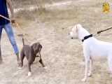 نبرد سگ های وحشی | چه کسی برنده سگ پیتبول آرژانتینی می شود؟ (مقایسه)