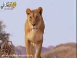 شکار زرافه توسط شیر