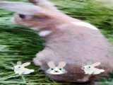 خرگوش  گوگولی من ( کپ)