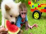 Bon Bon and puppy play with lego car and harvest watermelons in the garden