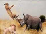 هذا ما يحدث عندما يغضب وحيد القرن العملاق !! إنظروا ماذا حدث؟!!