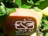 ارقام نهال سیب،خرید نهال سیب،نهالستان مهندس علی ارجمند