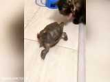 دزدیدن غذای گربه توسط لا‌ک‌پشت زیرک