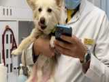 تولد گرفتن واسه یک سگ بامزه در مطب دامپزشکی