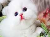 کلیپ حیوانات بامزه و خوشگل _ گربه سفید زیبا
