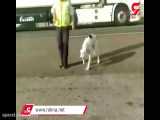 فیلم احساسی از پناه دادن به سگ زخمی توسط پلیس مهربان در نیشابور