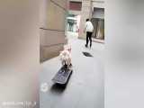 اسکیت برد سواری یک سگ در خیابان