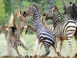 یوزپلنگ مورد حمله گور خر قرار گرفت - مستند حیات وحش