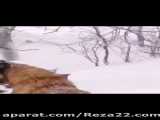 کلیپی زیبا و جالب، زوزه کشیدن وحشی گرگ