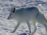 رهاسازی توله های گرگ سفید در طبیعت 