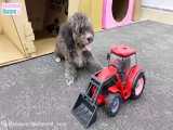 Naughty BiBi repairs car for puppy