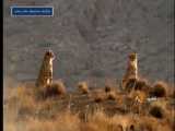 مشاهده دو قلاده یوزپلنگ ایرانی در استان سمنان