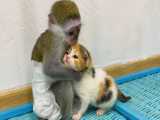 دلسوزی میمون برای این است که بچه‌گربه بدون گربه مادر از دست برود