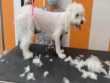 اصلاح موی سگهای بامزه در آرایشگاه حیوانات