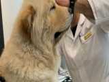 وقتی یه سگ تصمیم میگیره با دامپزشک حرف بزنه :))))