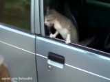 Angry Cats Vs Dogs Funny Compilation Video Ever_ cats and dog Fight_My Way
