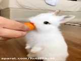 خرگوش (غذا خرگوش کوچولو در حال هویچ خوردن)