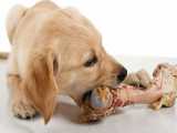 گوشت خوردن سگ / ASMR / خیییلی کیوته