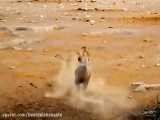شیر احمق در حال شکار حیوانات غول پیکر است / نبرد حیوانات وحشی با شیر ها  1400