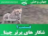 حمله و جنگ حیوانات / شکار های برتر چیتا / کلیپ حیوانات وحشی