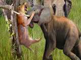 حمله فیل عصبانی به شیر | حمله حیوانات وحشی | حیات وحش