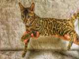 نژاد گربه بنگال، پلنگ کوچک و خوش خط‌‌‌ و ‌خالِ خانگی