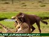 شکار حیوانات / وقتی شیرها حمله میکنند / حیوانات وحشی