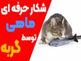 شکار حرفه ای ماهی توسط گربه!!! | چه خوب گرفتش