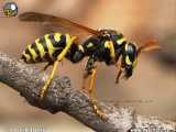 معلومات جالب در مورد زنبور گزیدگی و درمان خانگی آن
