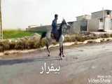 اسب عرب-اسب اصیل