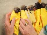 غذا دادن به بچه خفاش ها 